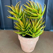 Cargar imagen en el visor de la galería, Plantas con macetero