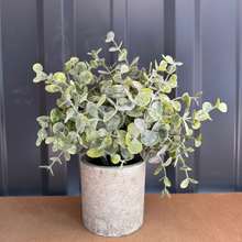 Cargar imagen en el visor de la galería, Plantas con macetero