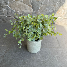 Cargar imagen en el visor de la galería, Plantas con macetero